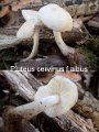 Pluteus cervinus f.albus-amf195